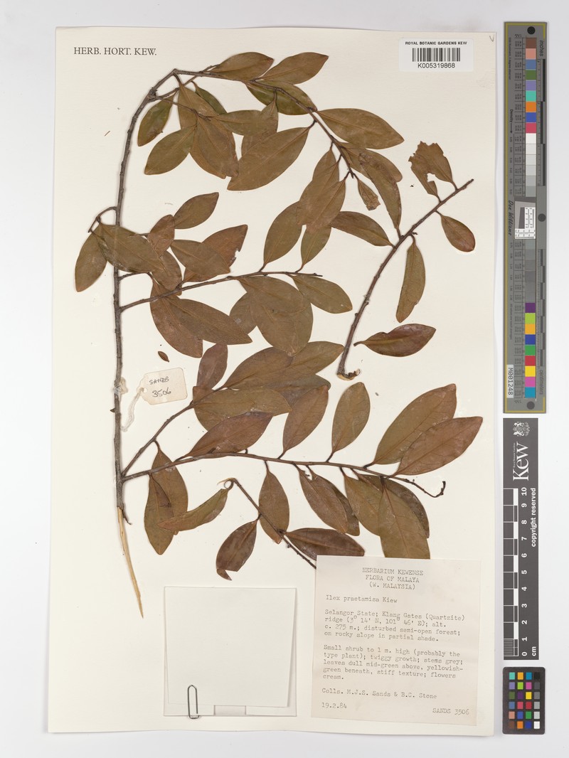 Ilex praetermissa photo 2