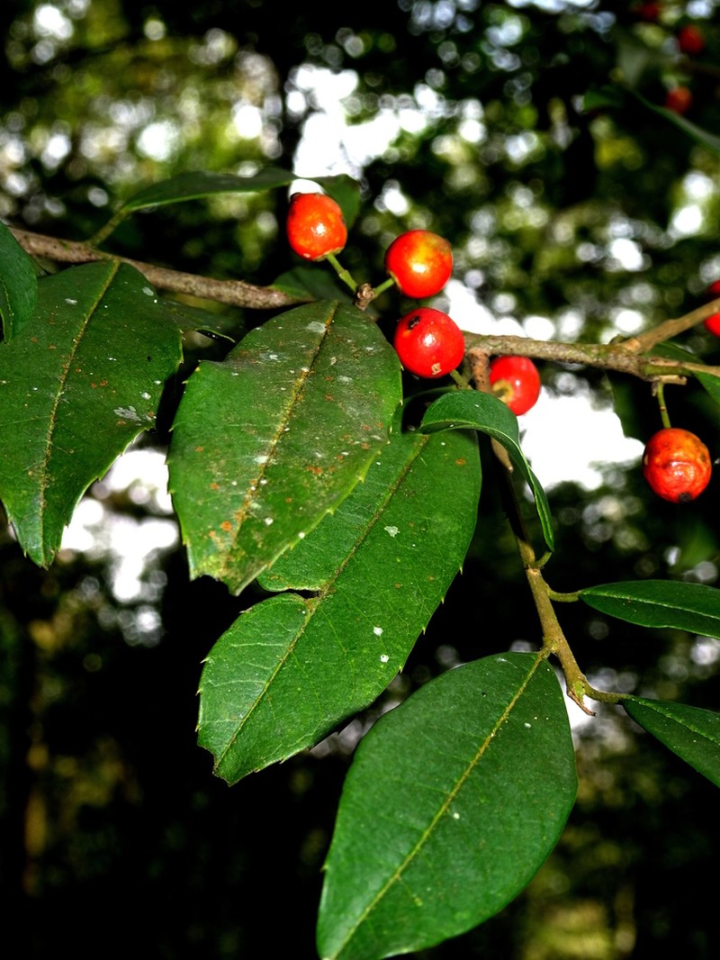 Ilex pringlei
