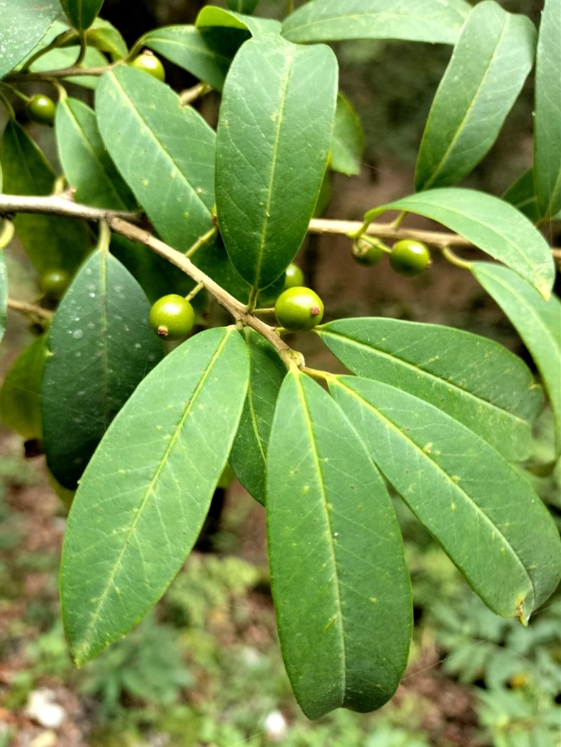 Ilex pringlei photo 2