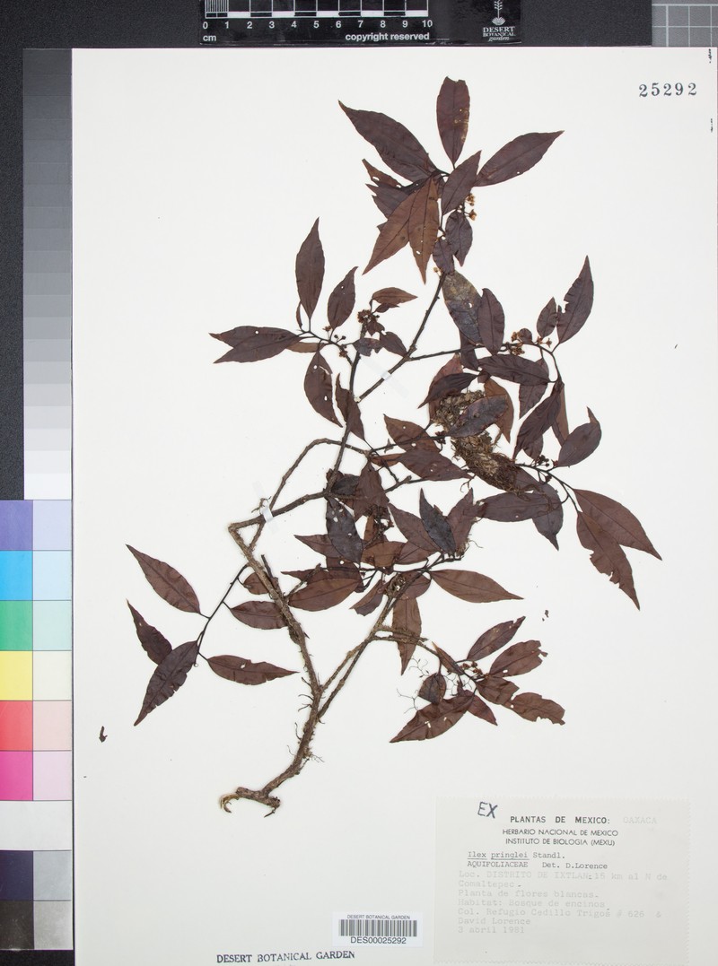 Ilex pringlei photo 3