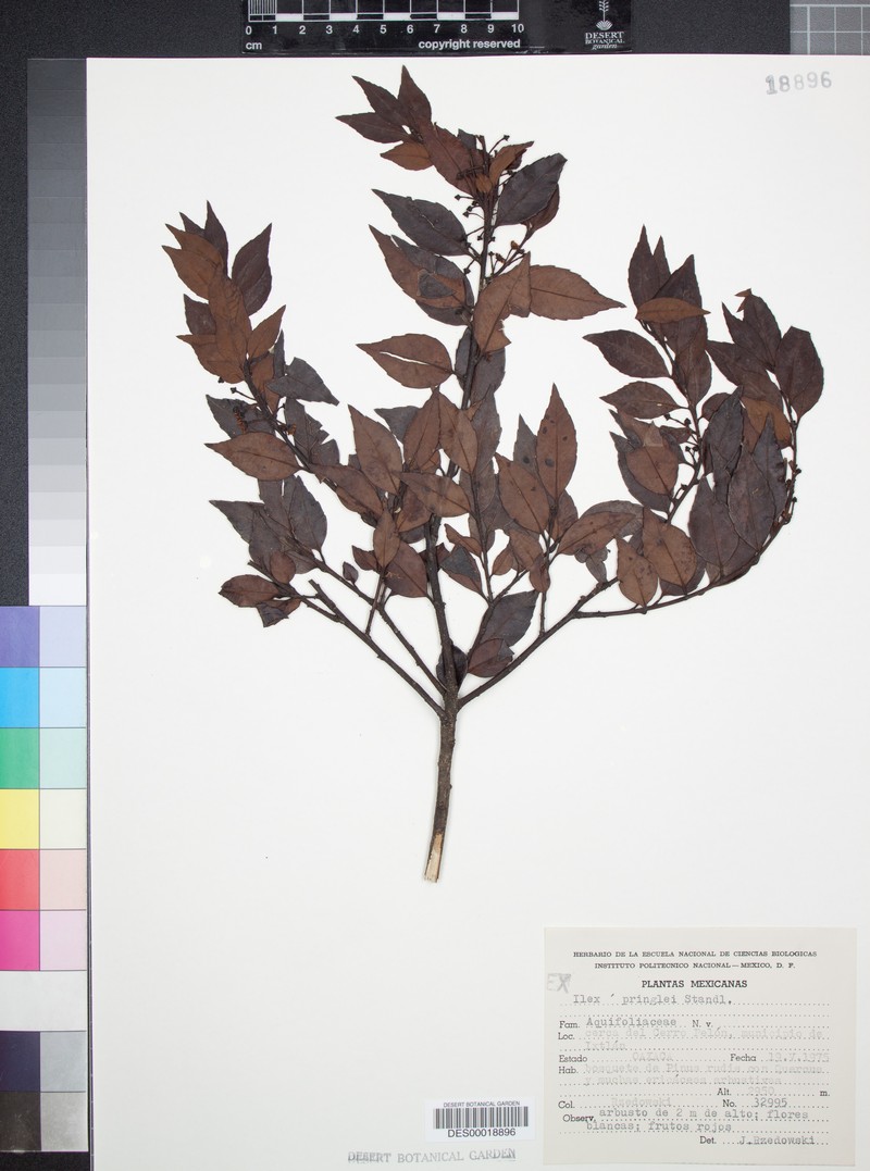 Ilex pringlei photo 4