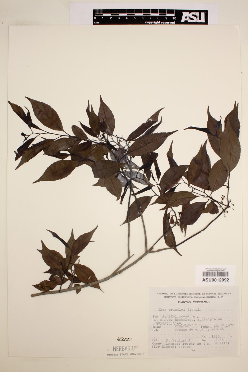 Ilex pringlei photo 5