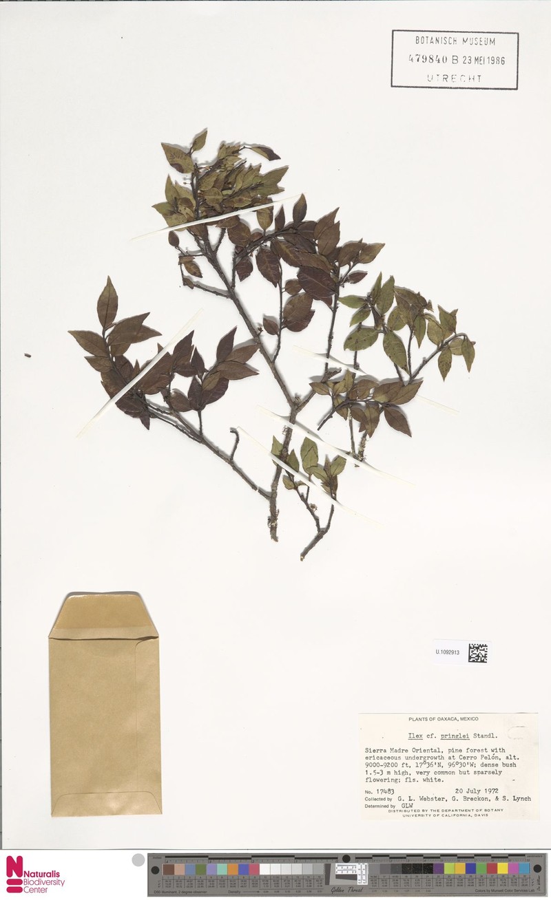 Ilex pringlei photo 6