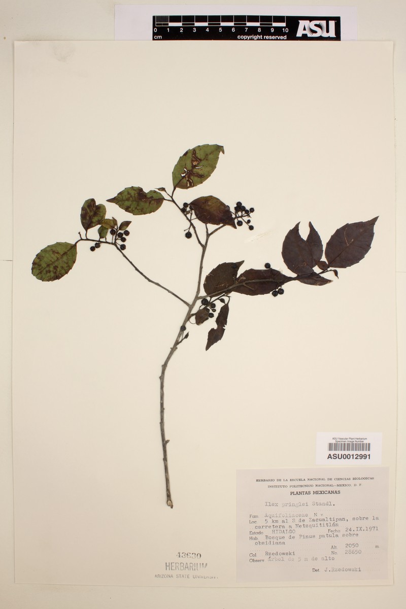 Ilex pringlei photo 7