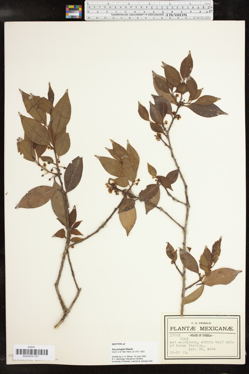 Ilex pringlei photo 8
