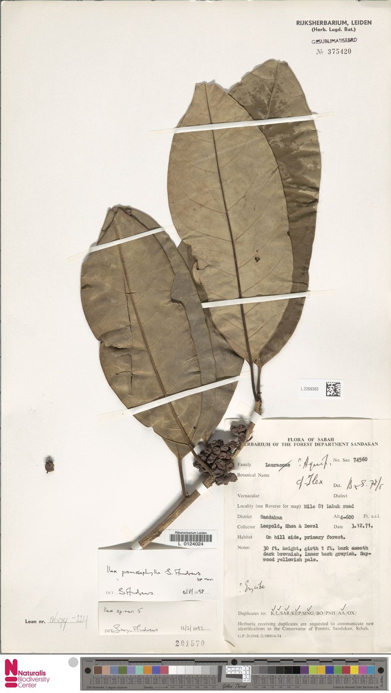 Ilex promecophylla