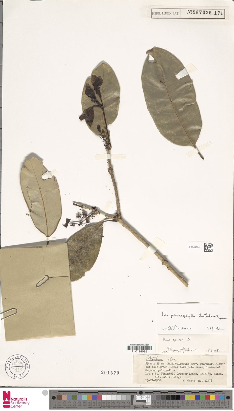 Ilex promecophylla photo 2