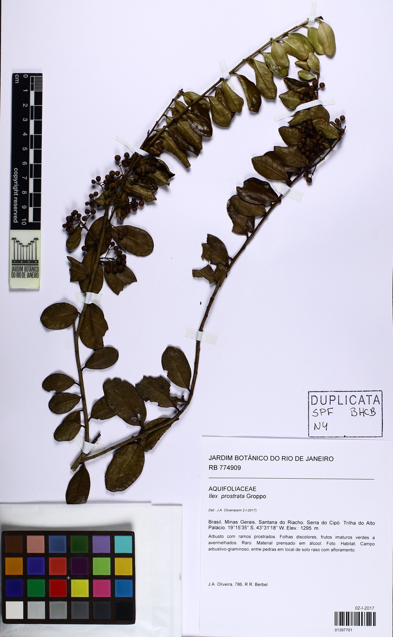 Ilex prostrata