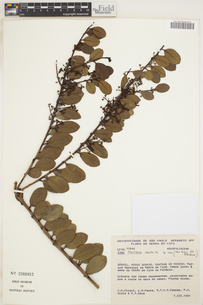 Ilex prostrata photo 2