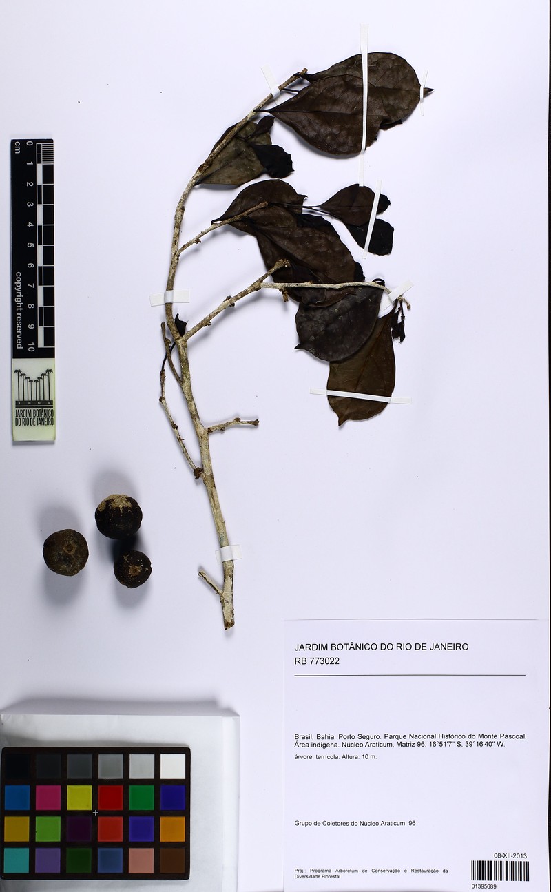 Ilex psammophila