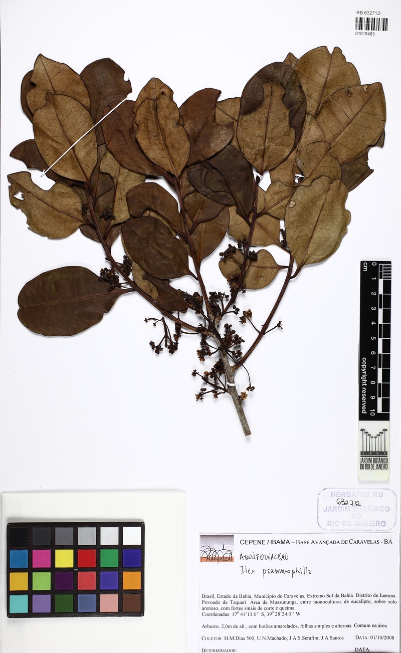 Ilex psammophila photo 2