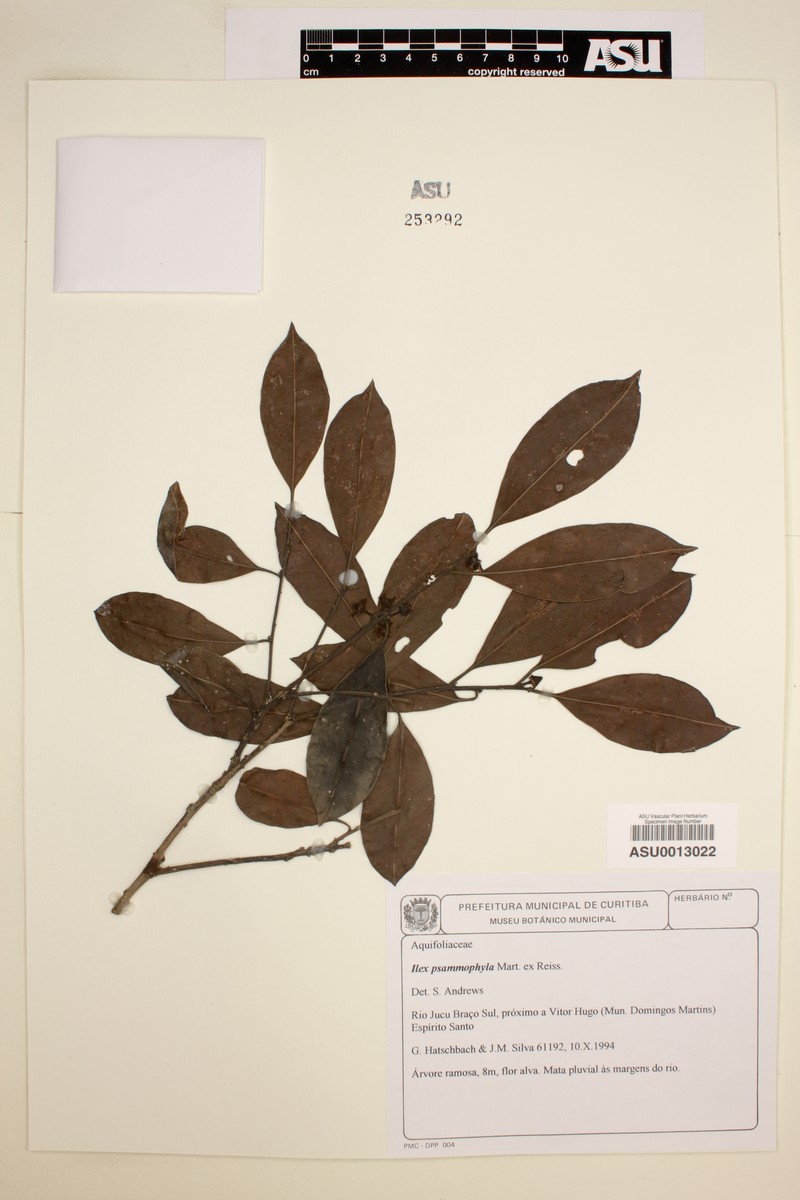 Ilex psammophila photo 3