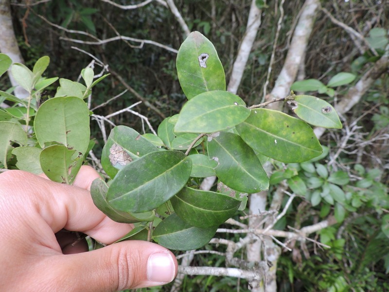 Ilex pseudobuxus