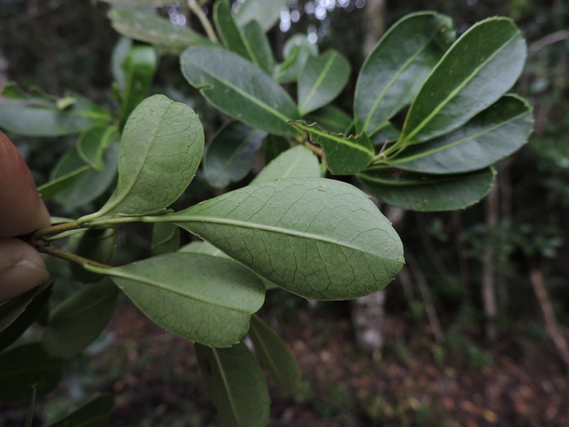 Ilex pseudobuxus photo 3