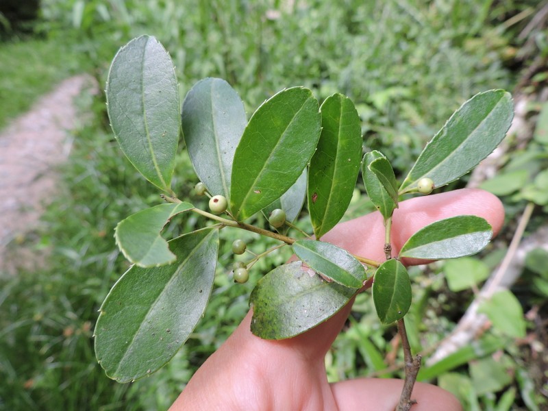 Ilex pseudobuxus photo 4