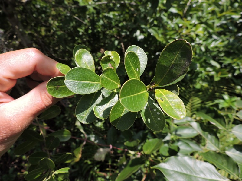 Ilex pseudobuxus photo 5