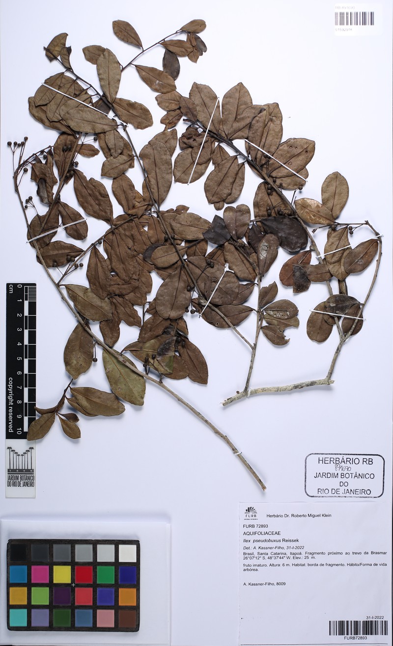 Ilex pseudobuxus photo 6