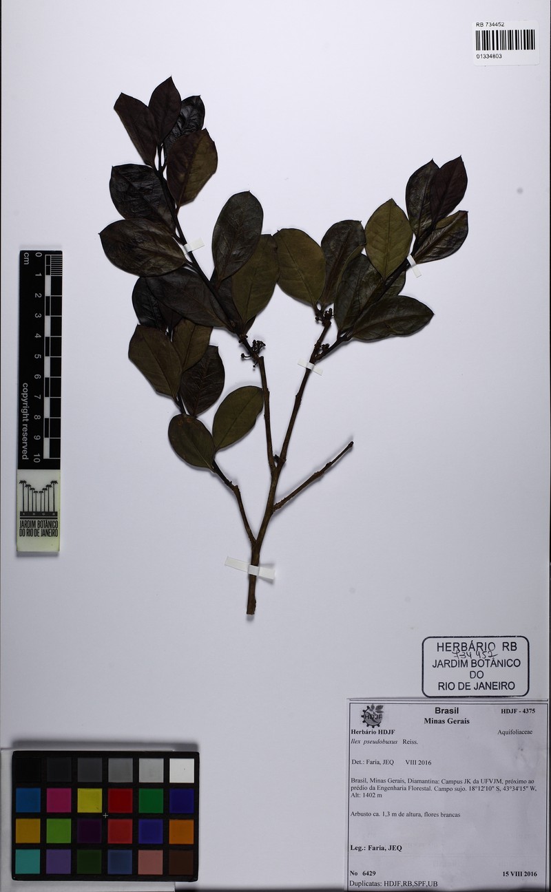 Ilex pseudobuxus photo 7