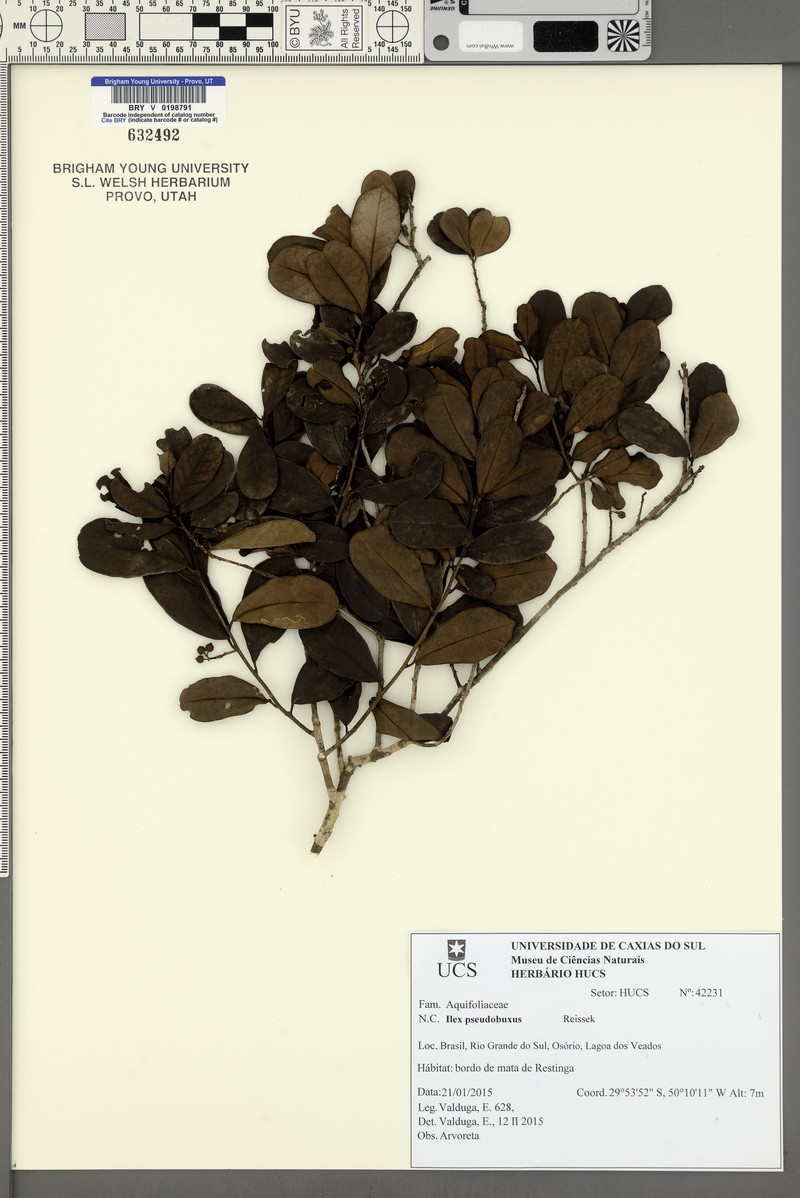Ilex pseudobuxus photo 8