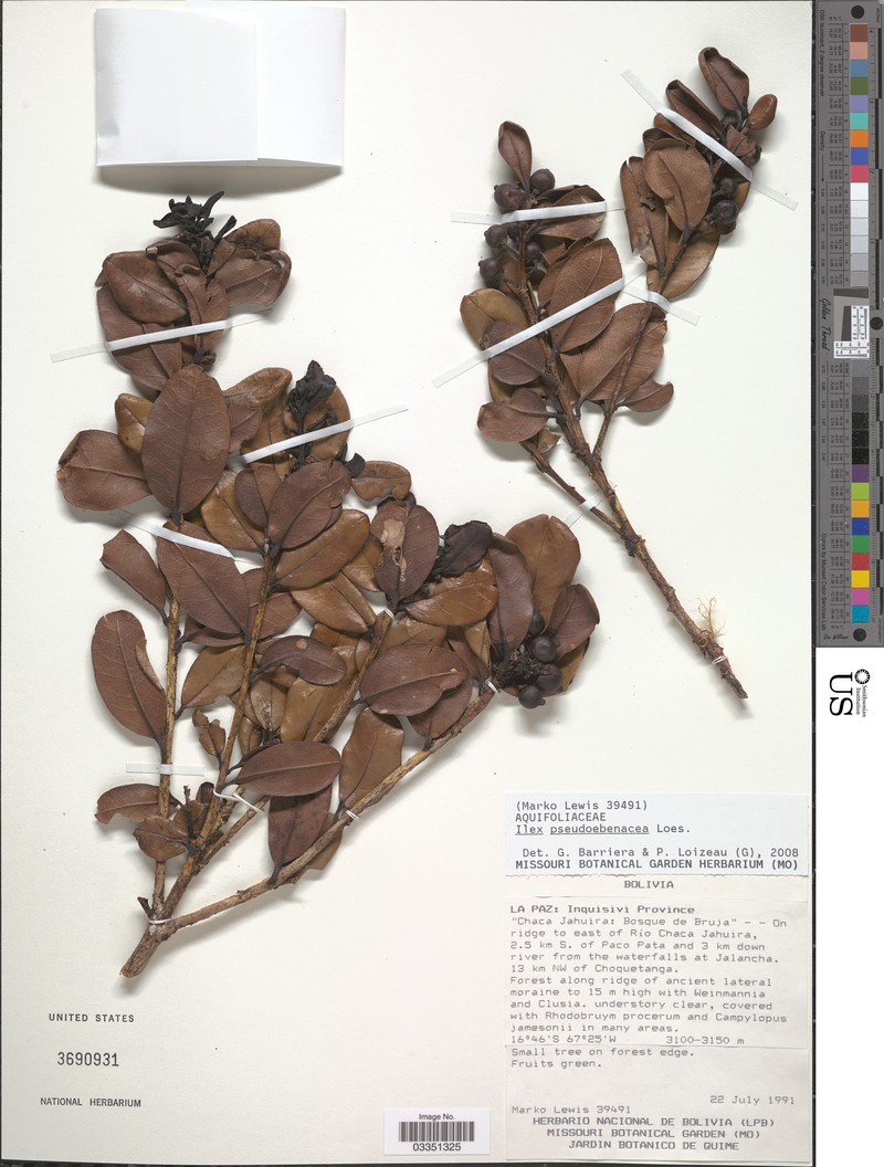 Ilex pseudoebenacea