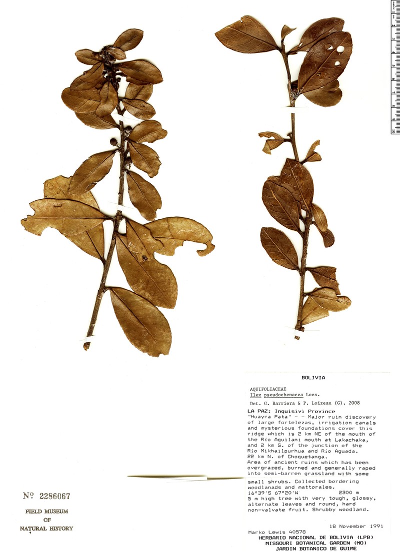 Ilex pseudoebenacea photo 2