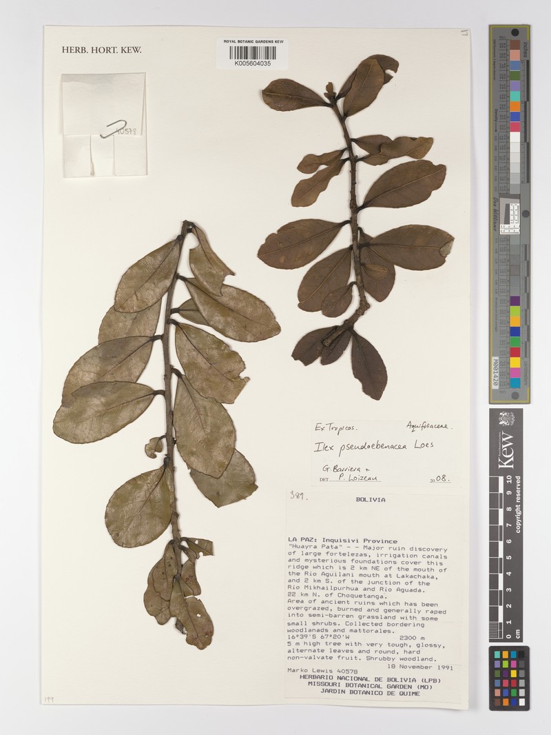 Ilex pseudoebenacea photo 3