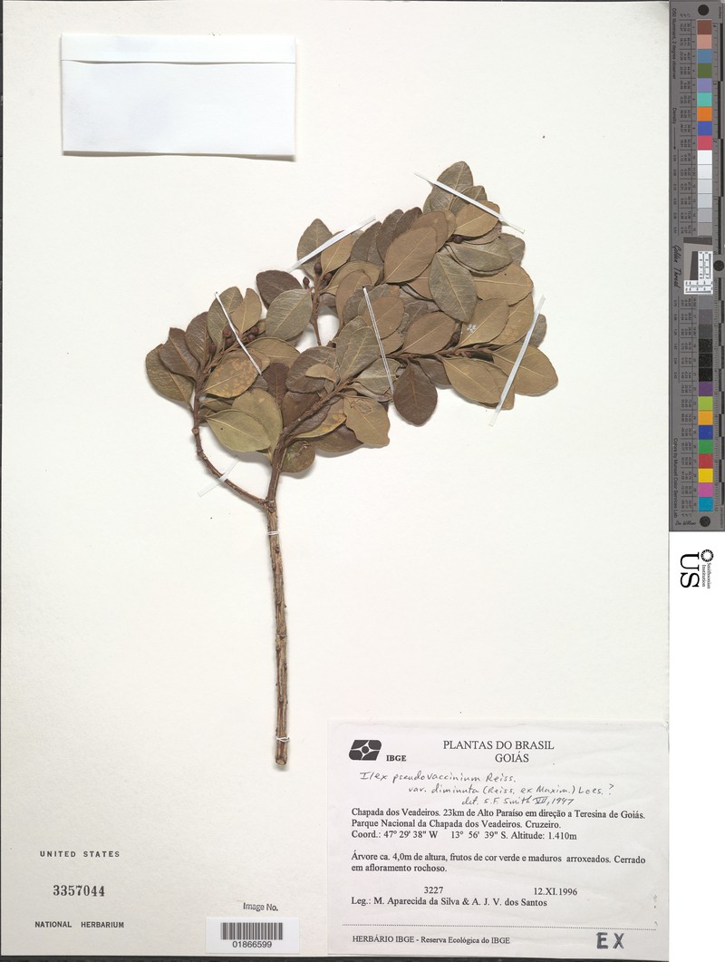 Ilex pseudovaccinium
