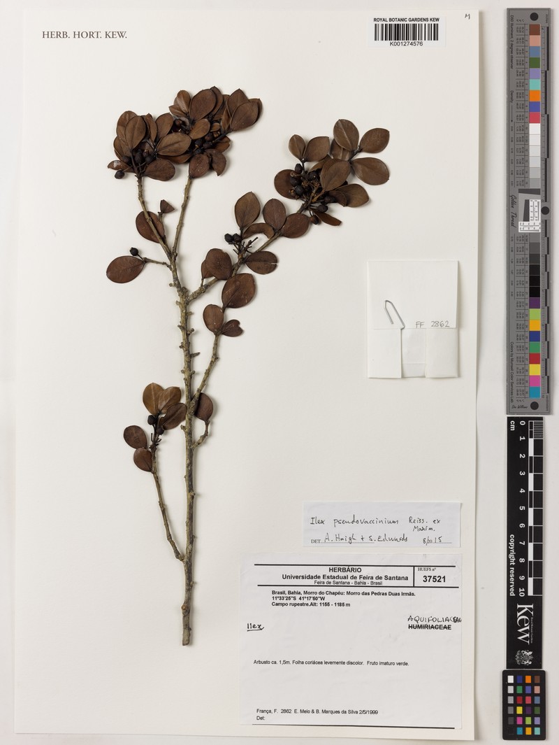 Ilex pseudovaccinium photo 2