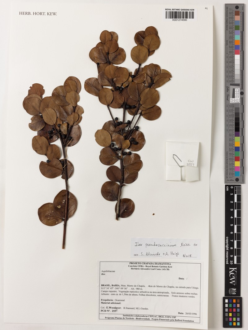 Ilex pseudovaccinium photo 3