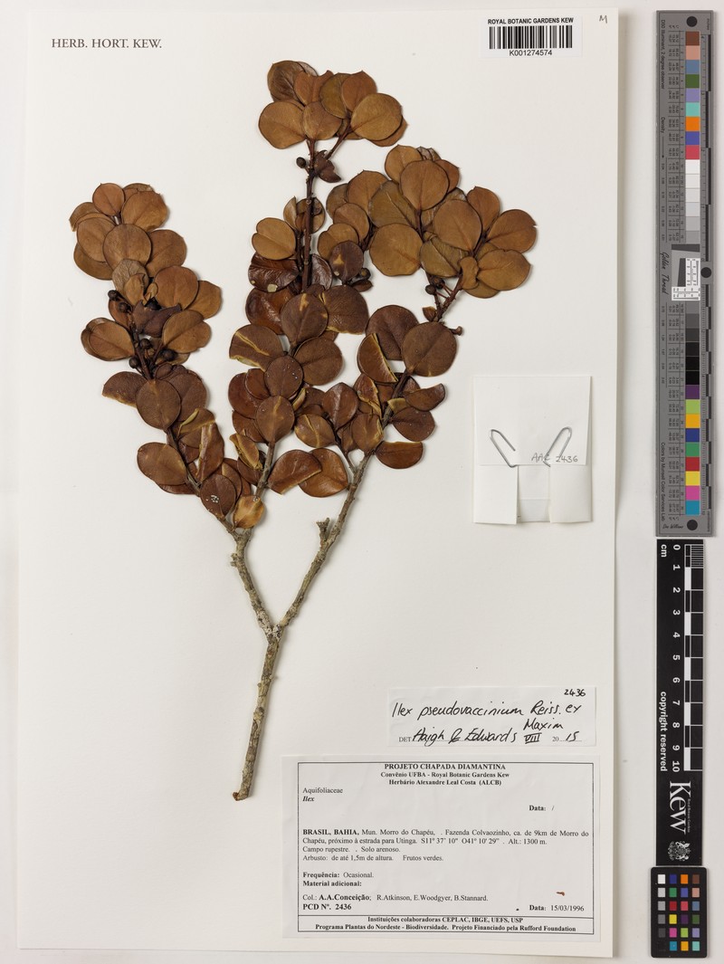 Ilex pseudovaccinium photo 4