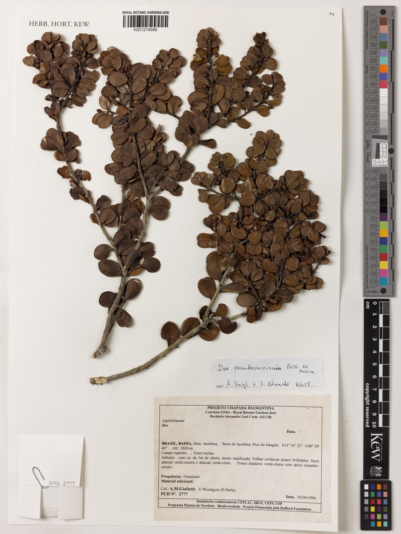 Ilex pseudovaccinium photo 5