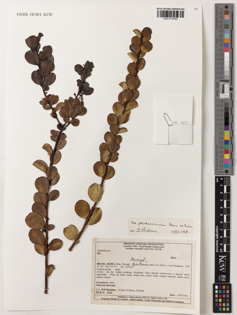 Ilex pseudovaccinium photo 6