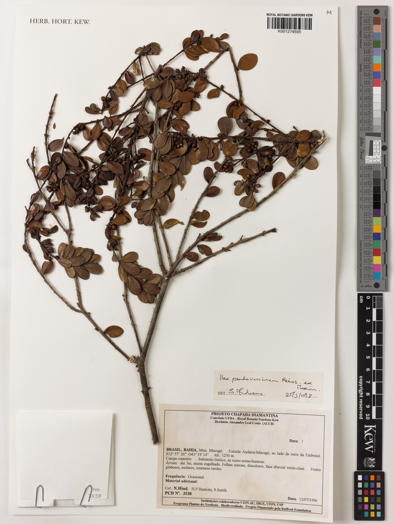 Ilex pseudovaccinium photo 7