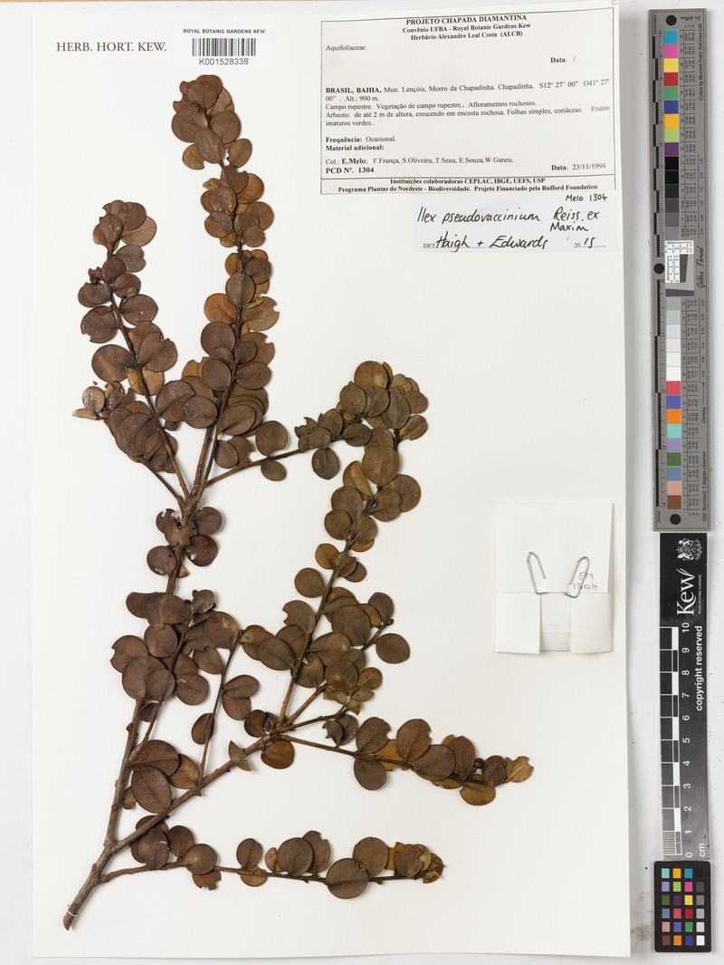 Ilex pseudovaccinium photo 8