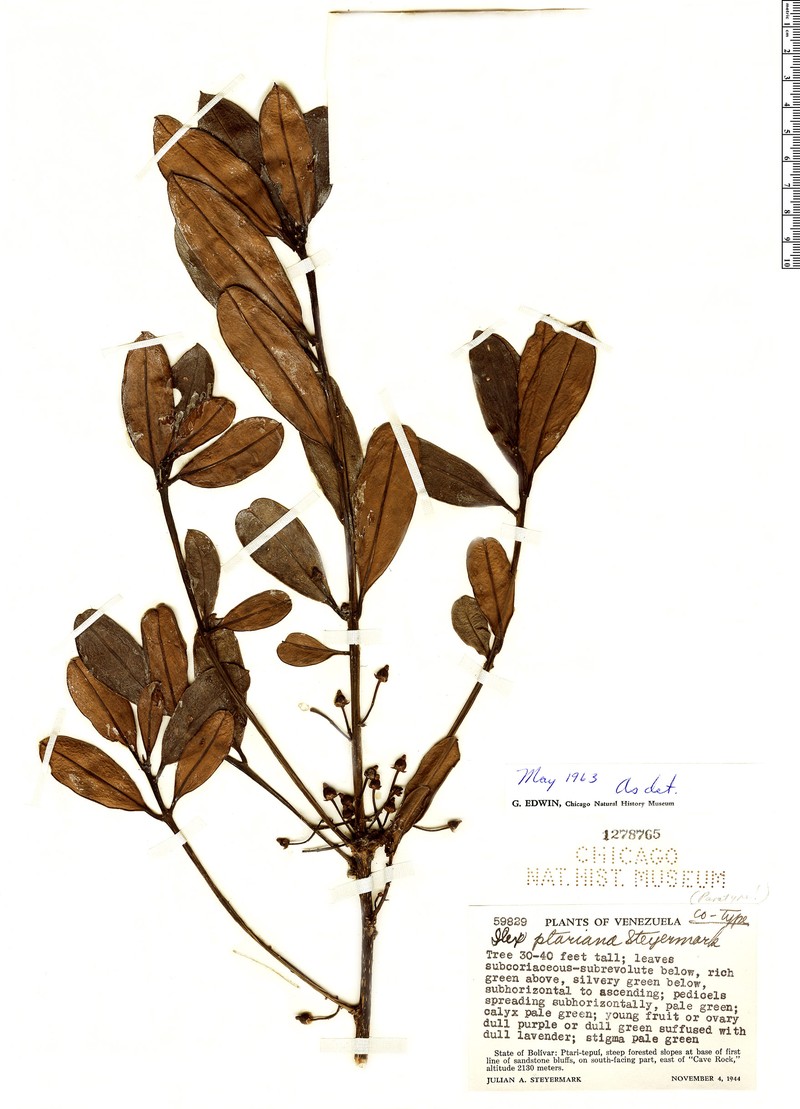 Ilex ptariana
