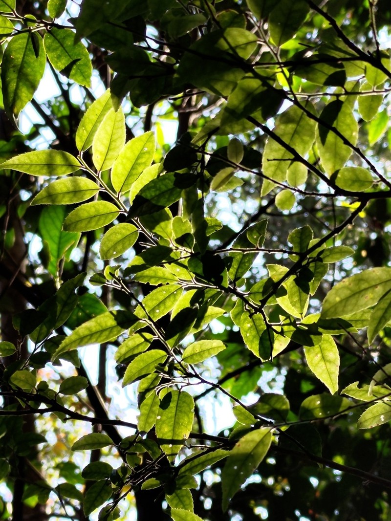 Ilex pubescens