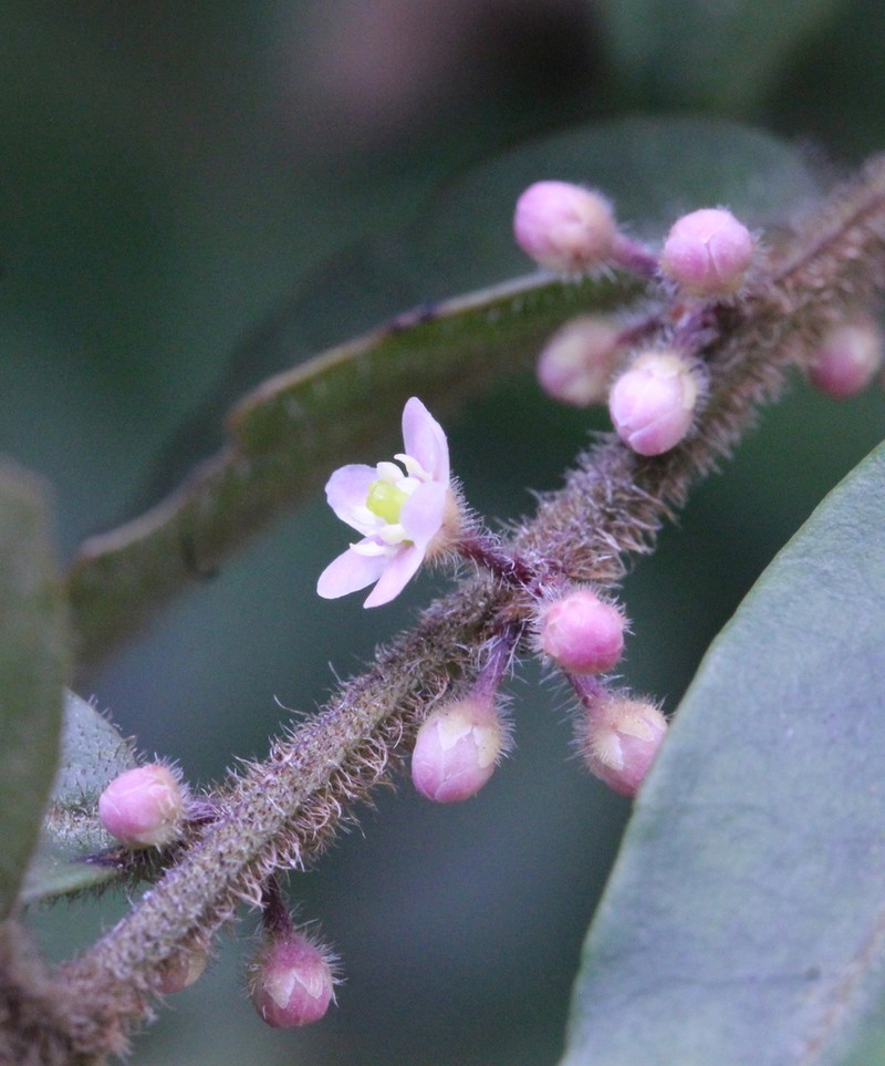 Ilex pubescens photo 2