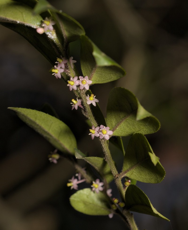 Ilex pubescens photo 3
