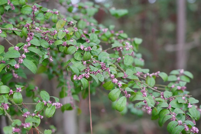 Ilex pubescens photo 4