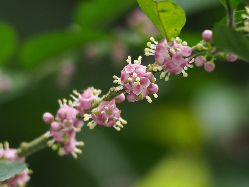 Ilex pubescens photo 5