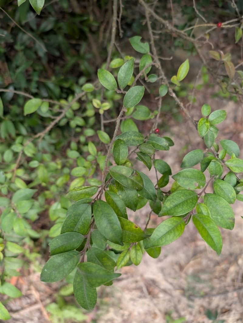 Ilex pubescens photo 6