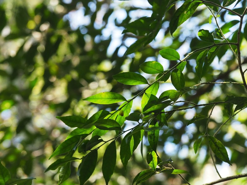 Ilex pubescens photo 7