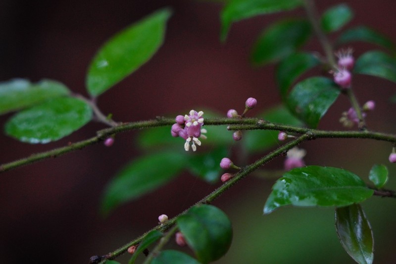 Ilex pubescens photo 8