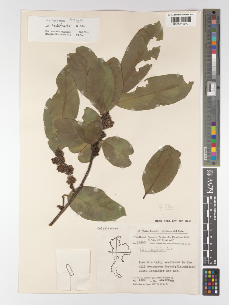 Ilex pubifructa