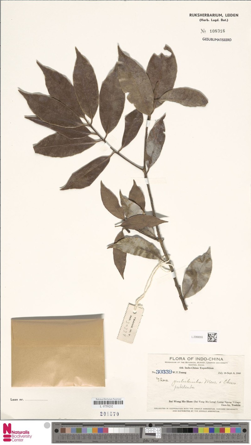 Ilex pubilimba