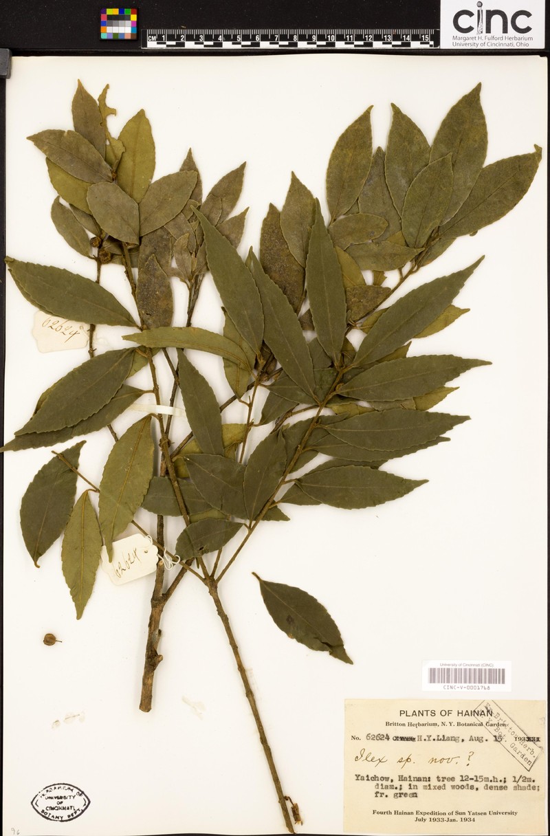 Ilex pubilimba photo 2