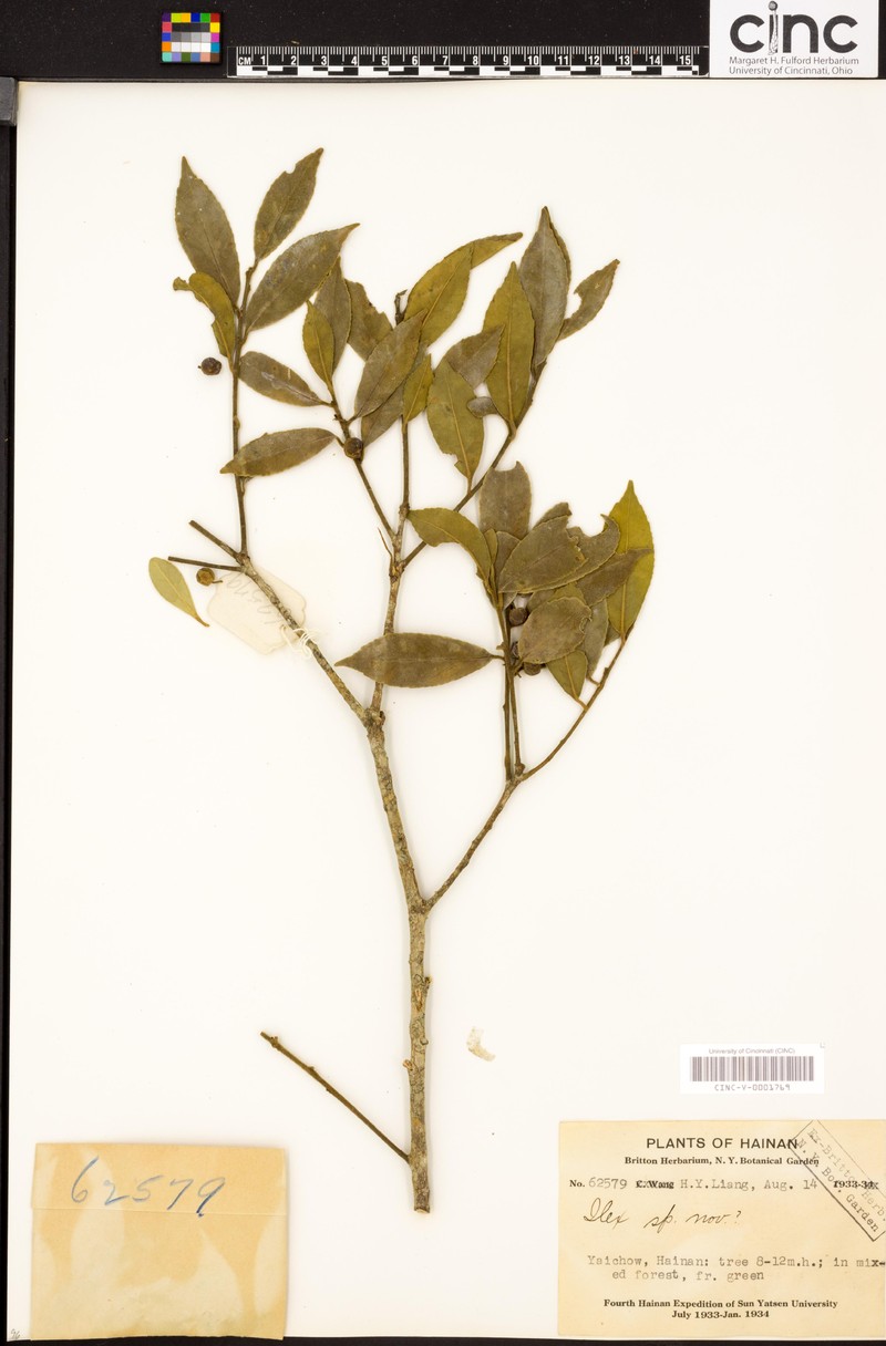 Ilex pubilimba photo 3