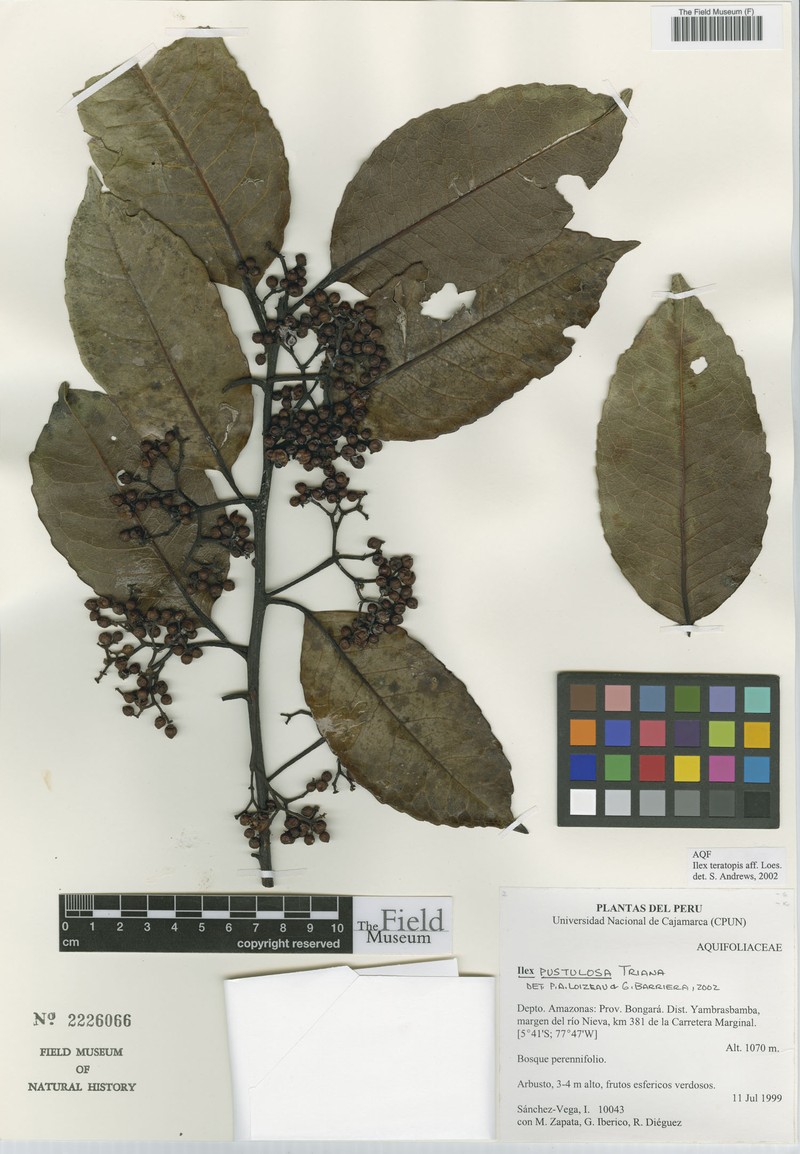 Ilex pustulosa photo 2