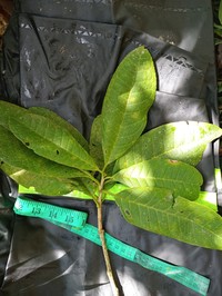 Ilex pustulosa
