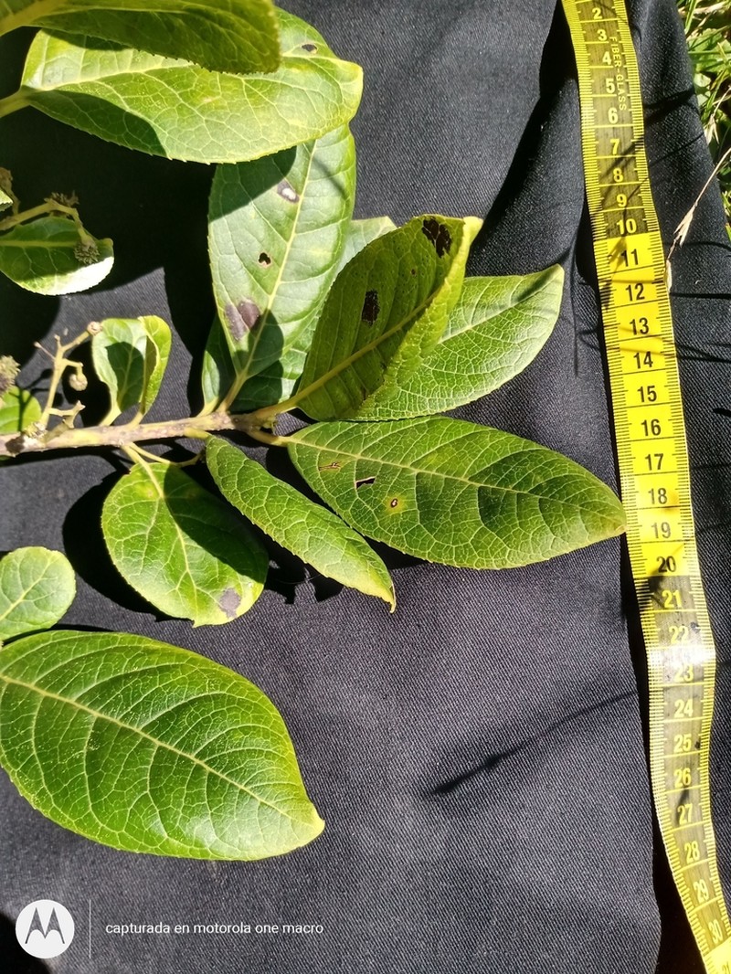 Ilex pustulosa photo 3